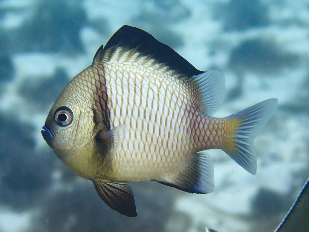 Reticulated Damselfish (Field guide to fishes of the Coral Sea Marine