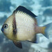 Reticulated Damselfish - Photo (c) Raphael Forns, some rights reserved (CC BY-NC), uploaded by Raphael Forns