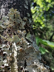 Usnea subelegans