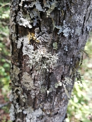 Usnea subelegans