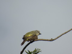 Tyrannus