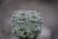 Astrophytum asterias