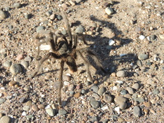 Grammostola
