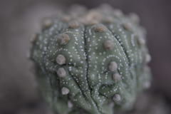 Astrophytum asterias