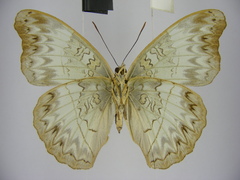 Cymothoe caenis