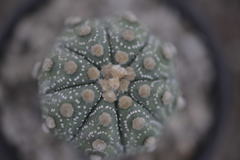 Astrophytum asterias