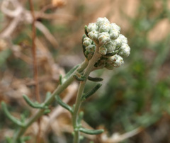 Achillea falcata