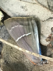 Parrhasius moctezuma