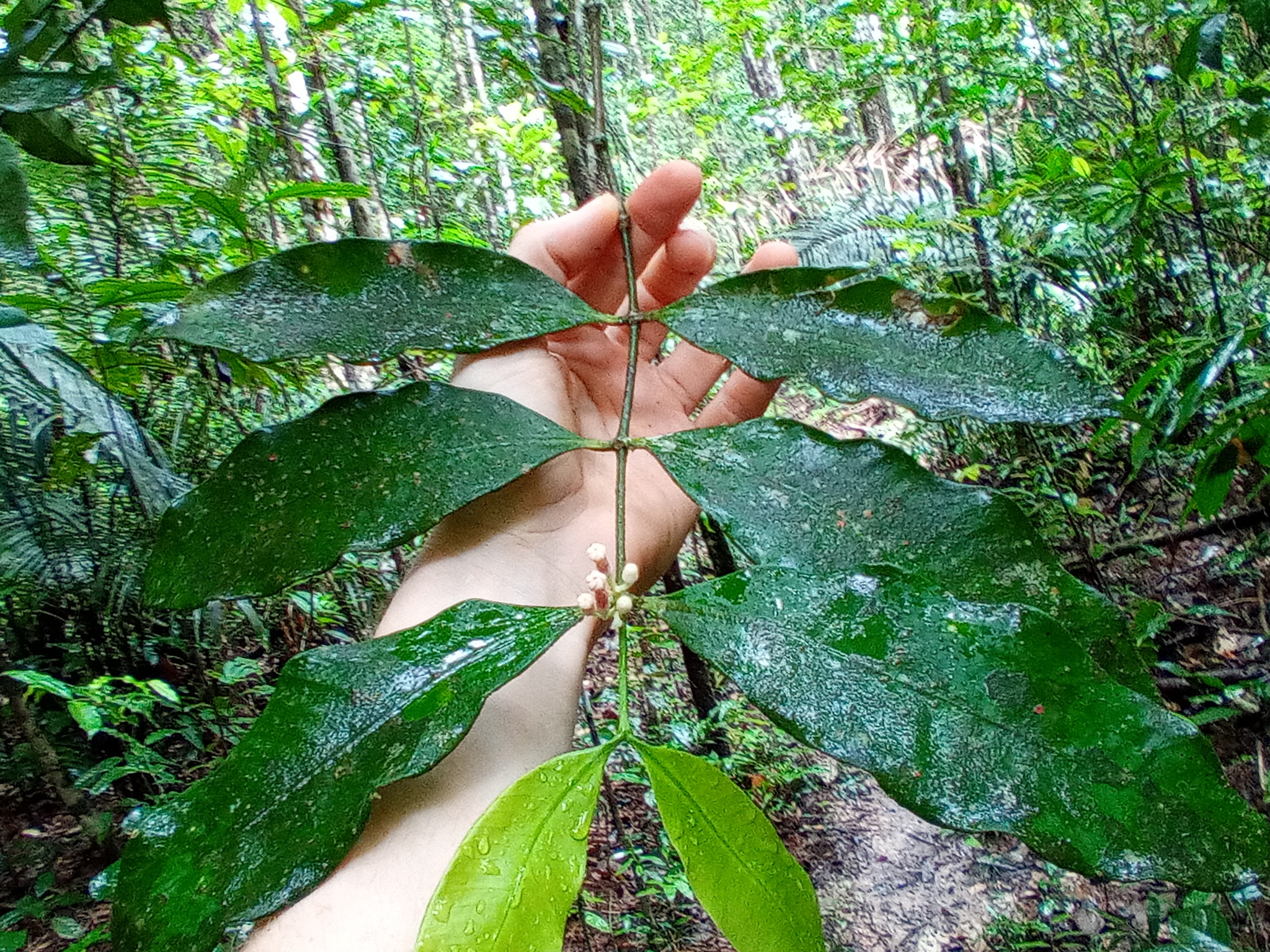 Imagem de Jasmim-do-igapó
