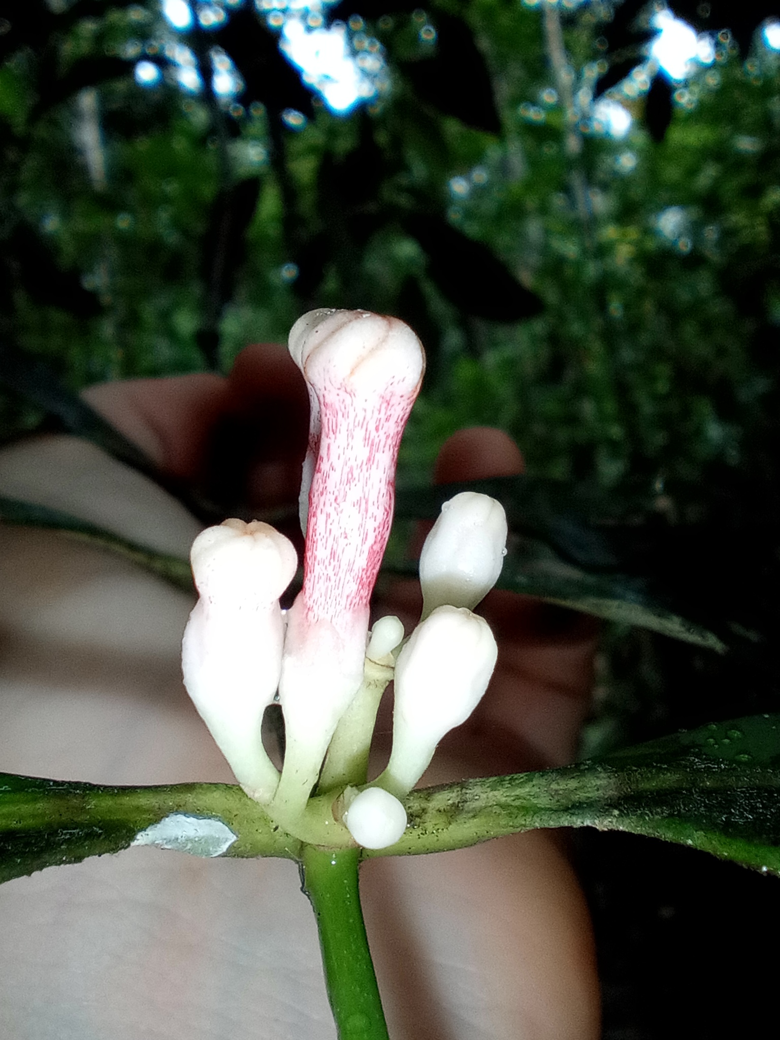 Imagem de Jasmim-do-igapó