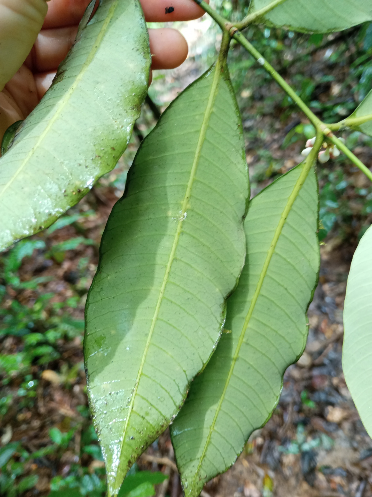 Imagem de Jasmim-do-igapó