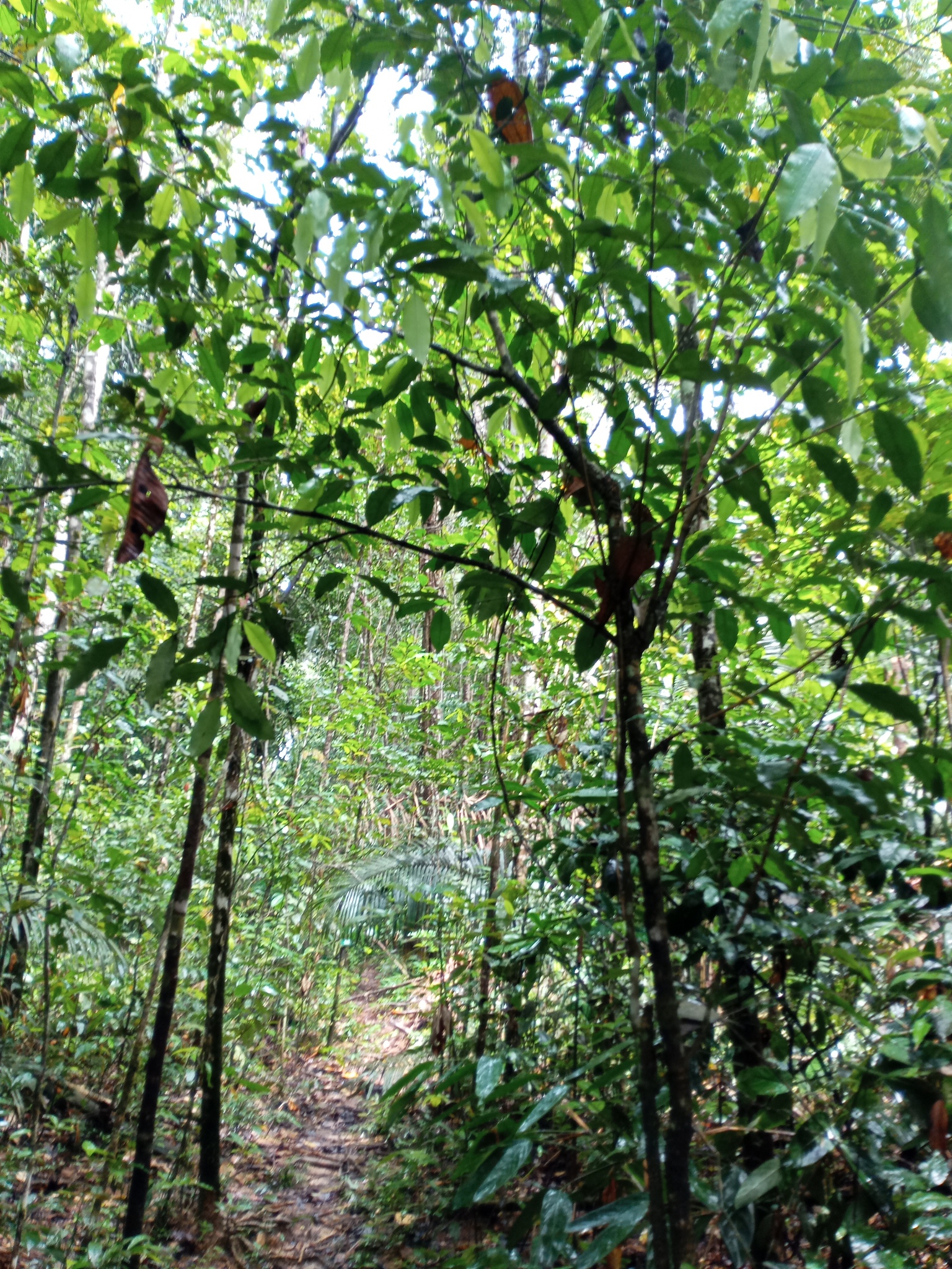Imagem de Jasmim-do-igapó