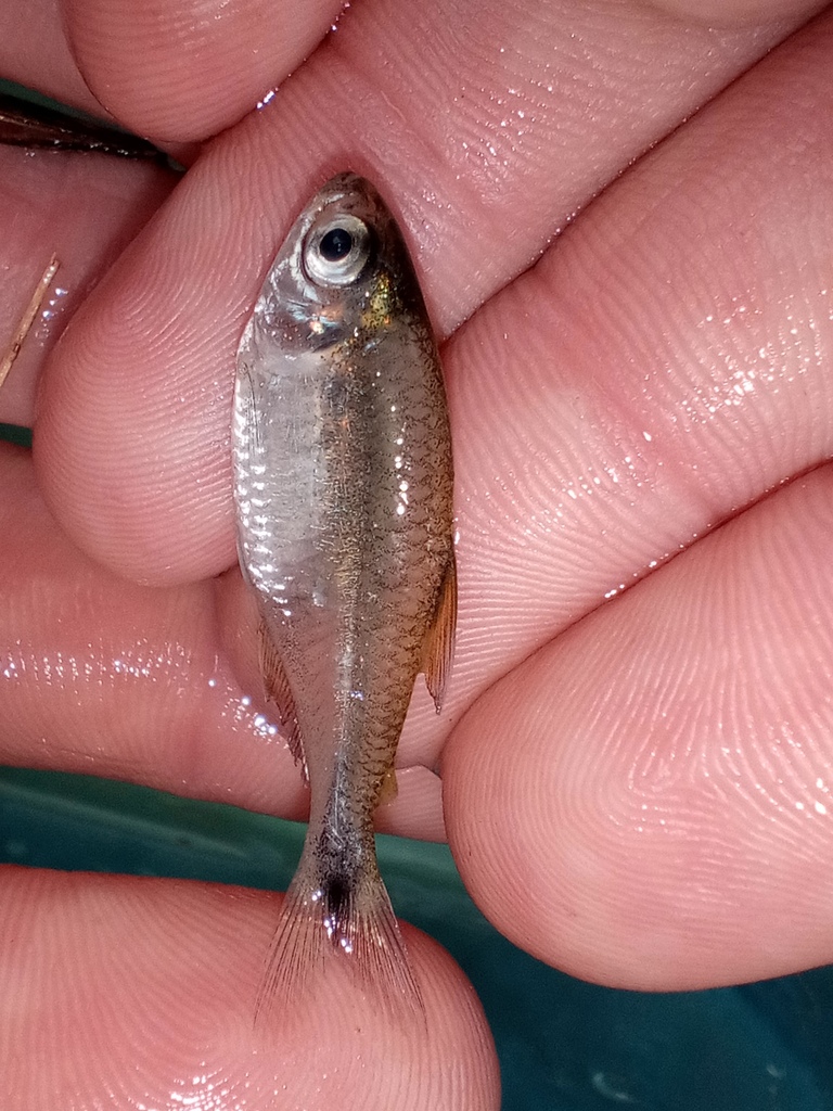 Bass tetra (Hemigrammus rodwayi) — Characidae