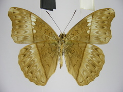 Cymothoe caenis