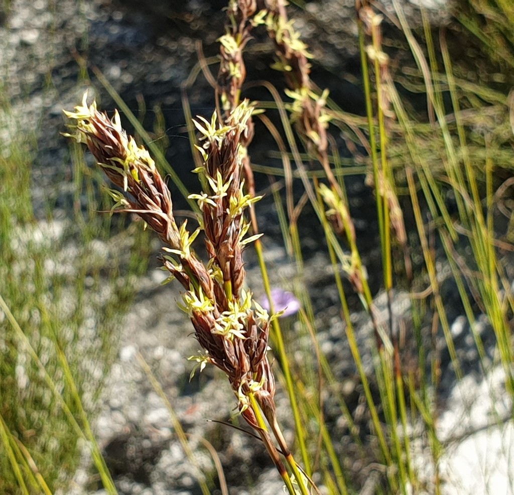 Schoeneae