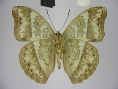 Cymothoe caenis