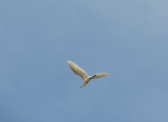 Egretta thula