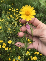 Tetraneuris linearifolia