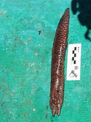 Muraena lentiginosa