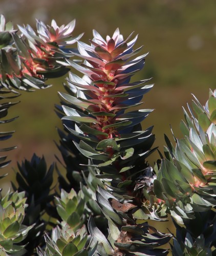 Mimetes argenteus Knight