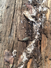 Serradigitus gertschi