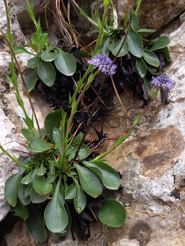 Majorcan Globularia (Globularia majoricensis)