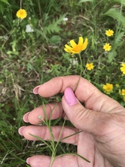 Tetraneuris linearifolia