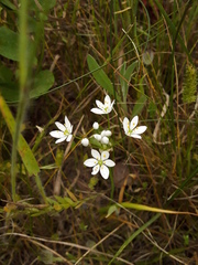 Allium subhirsutum