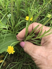 Tetraneuris linearifolia