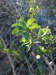 Pelargonium gibbosum