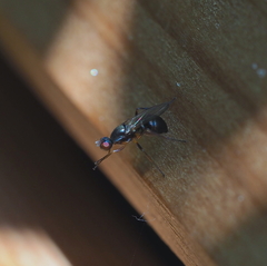 Nemopoda nitidula