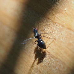 Nemopoda nitidula
