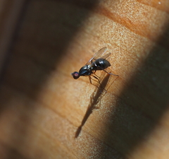 Nemopoda nitidula