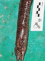 Muraena lentiginosa