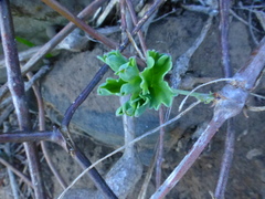 Pelargonium gibbosum