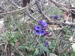 Pulmonaria officinalis