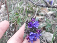 Pulmonaria officinalis