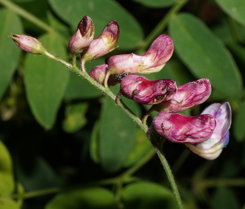 Black pea (Lathyrus niger)