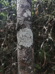Crespoa crozalsiana