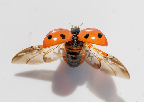 Ladybug