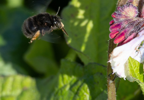 Hairy-footed Flower Bee photo 2