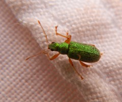 Polydrusus pterygomalis