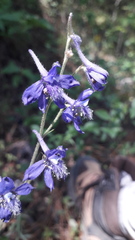 Delphinium madrense