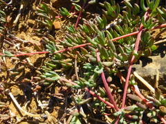 Lampranthus sociorum