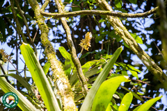 Aechmea candida, photograph (c) Diogo Luiz, some rights reserved (CC BY)
