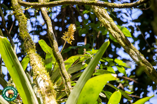 Aechmea candida, photograph 3