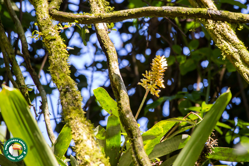 Aechmea candida, photograph 4
