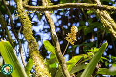Aechmea candida, photograph (c) Diogo Luiz, some rights reserved (CC BY)