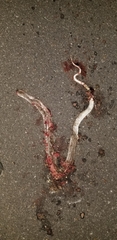 Coluber constrictor etheridgei