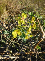 Pelargonium gibbosum